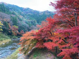 紅葉の季節